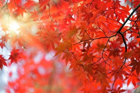 Brilliant fall color of a Japanese maple tree