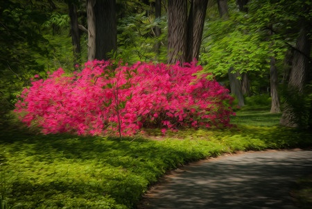 Azaleas in shade