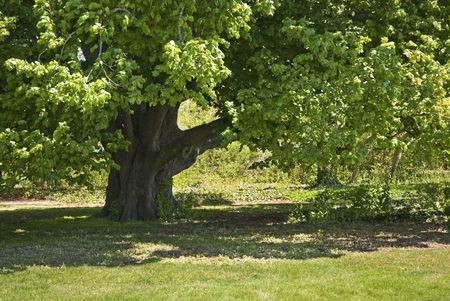 A mature oak tree 