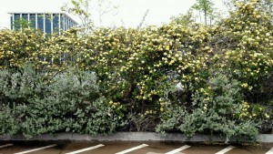 Carolina Jessamine on a fence in Fort Worth, Texas