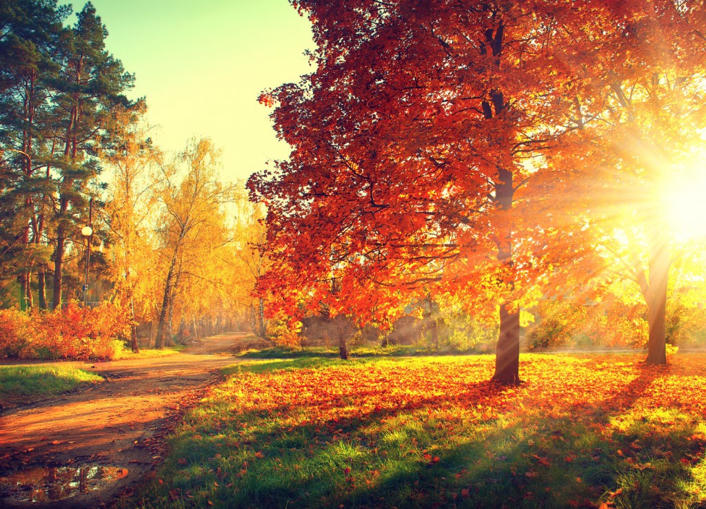 Red Oak Tree in Sunlight