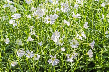 Annual Chickweed Producing White Flowers