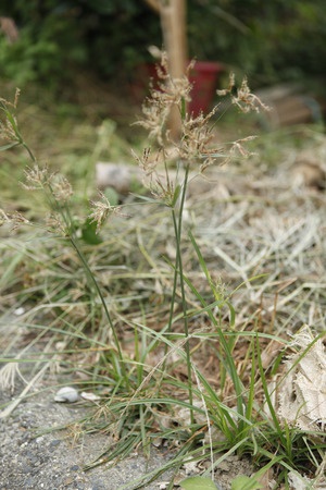 Grassy Weeds