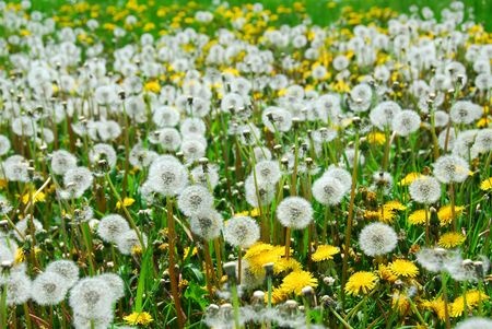 How to get rid of weeds from the flower beds