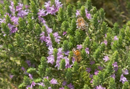 Best Inexpensive Ground Cover