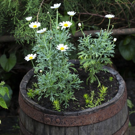 Frugal Gardening Containers