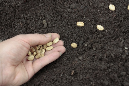 Indoor Container Vegetable Gardening-Seed to Bed