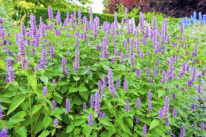 Agastache Blue Fortune