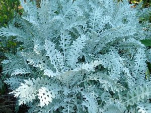 Dusty Miller