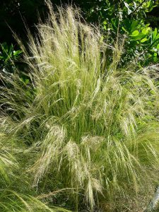 Mexican Feather Grass