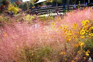 Pink Muhly Grass