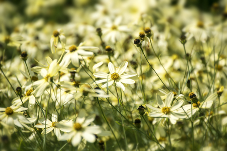 Threadleaf Coreopsis