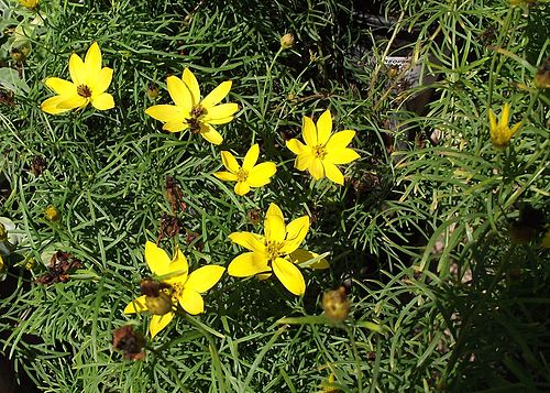 Threadleaf Coreopsis