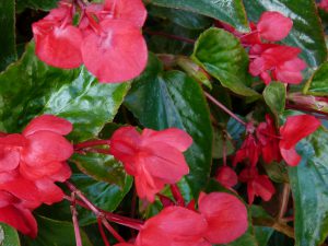 Begonia