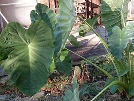 Elephant Ears