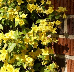 Carolina Jessamine