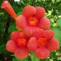 Trumpet Creeper