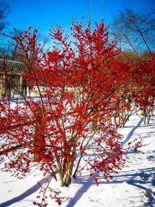 What About Planting for Winter